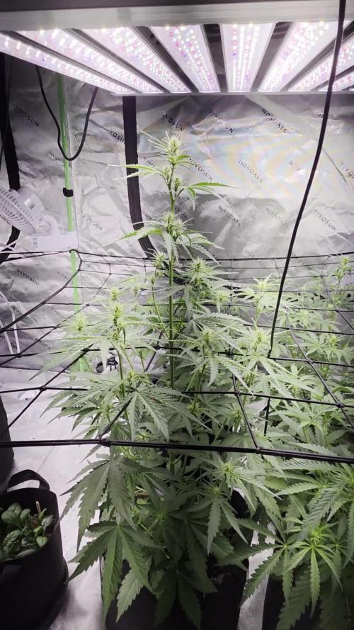 Auto Blueberry