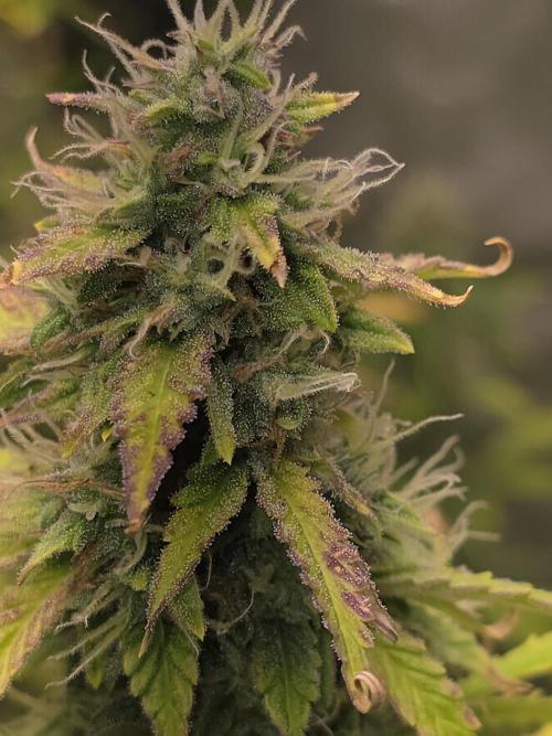 Auto Blueberry. Week 10