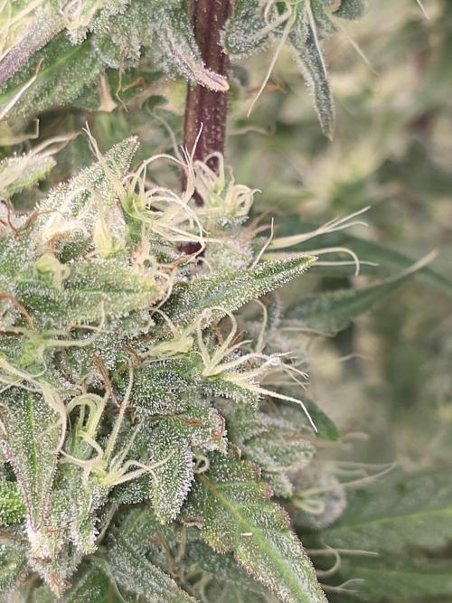 Auto Blueberry. Week 10