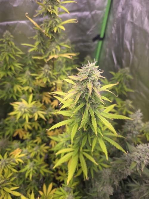 Auto Blueberry. Week 10