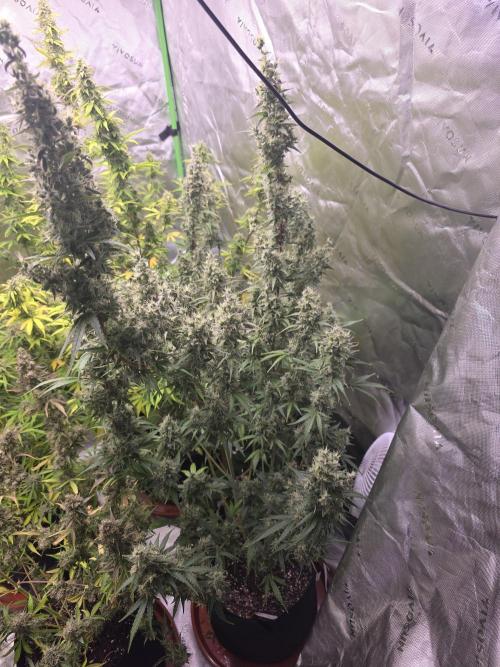 Auto Blueberry. Week 10