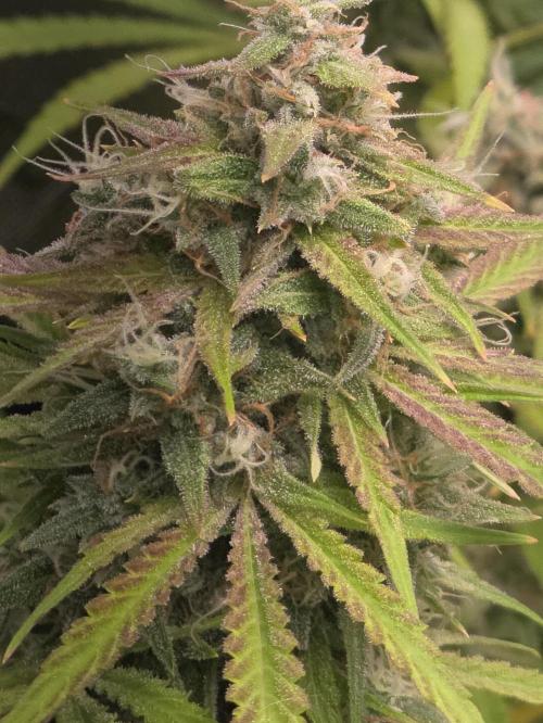 Durban Poison Auto. Week 10