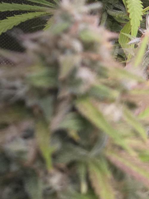 Durban Poison Auto. Week 10