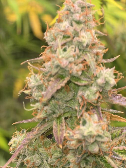 Durban Poison Auto. Week 10