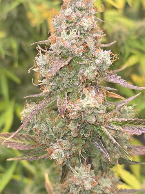 Durban Poison Auto. Week 10