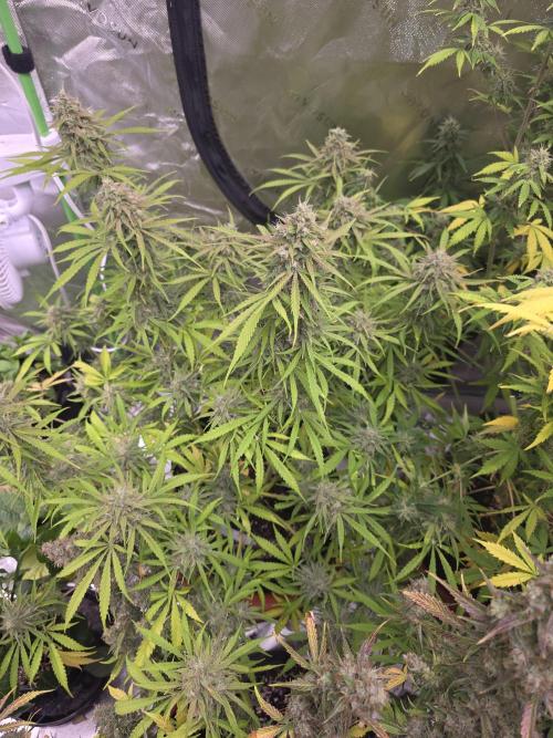 Durban Poison Auto. Week 10