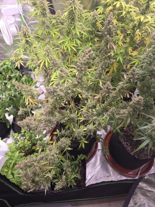 Durban Poison Auto. Week 10