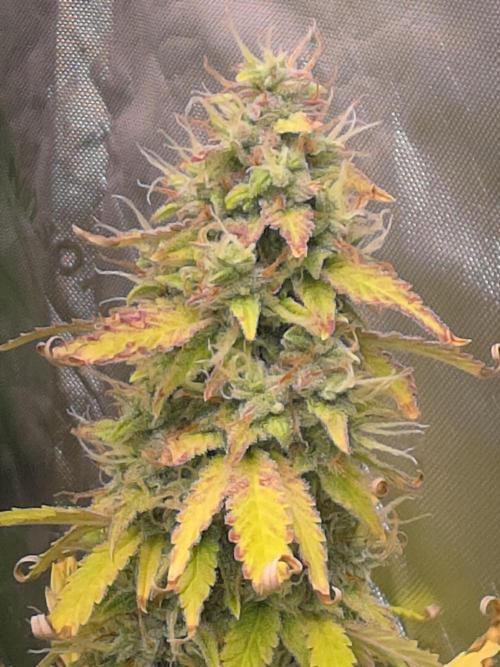 Auto Blueberry. Week 11