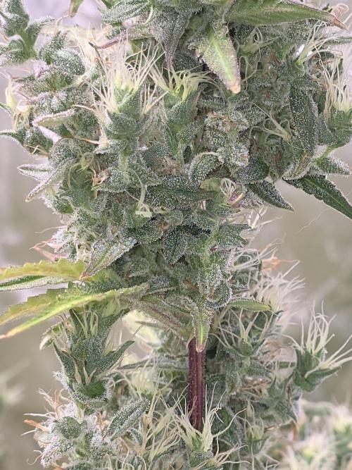 Auto Blueberry. Week 11