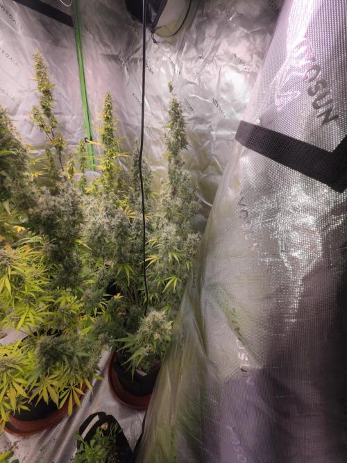 Auto Blueberry. Week 11