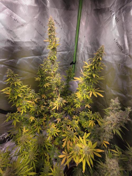 Auto Blueberry. Week 11