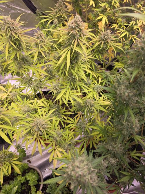 Durban Poison Auto. Week 11