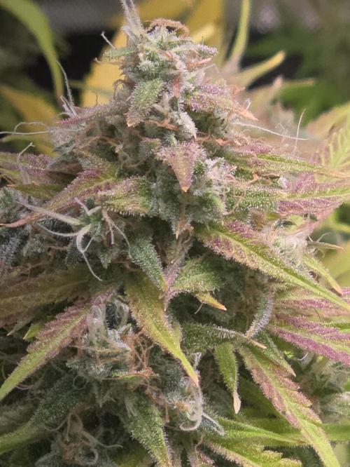 Durban Poison Auto. Week 11