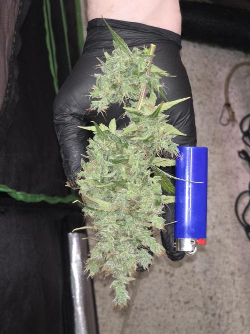 Auto Blueberry. Week 12