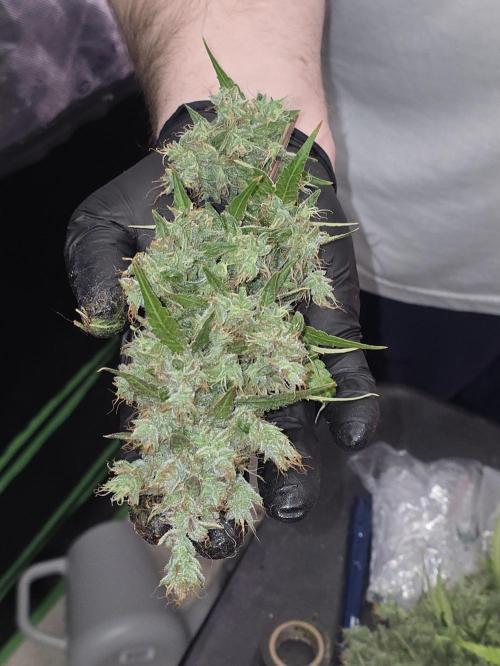 Auto Blueberry. Week 12