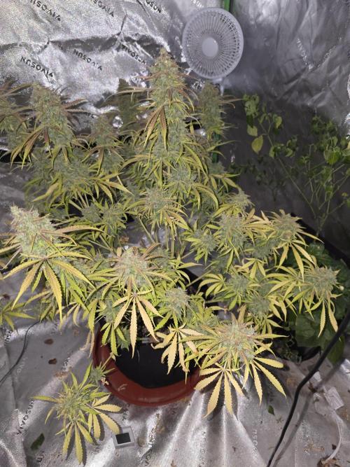 Durban Poison Auto. Week 12