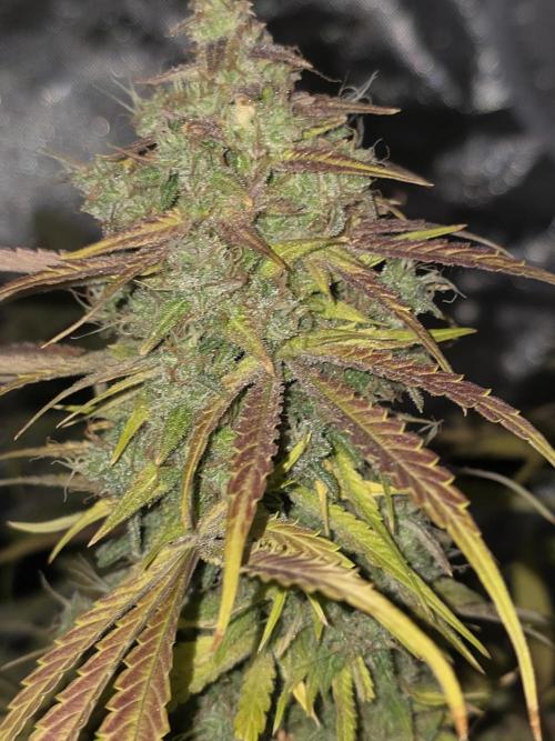 Durban Poison Auto. Week 12