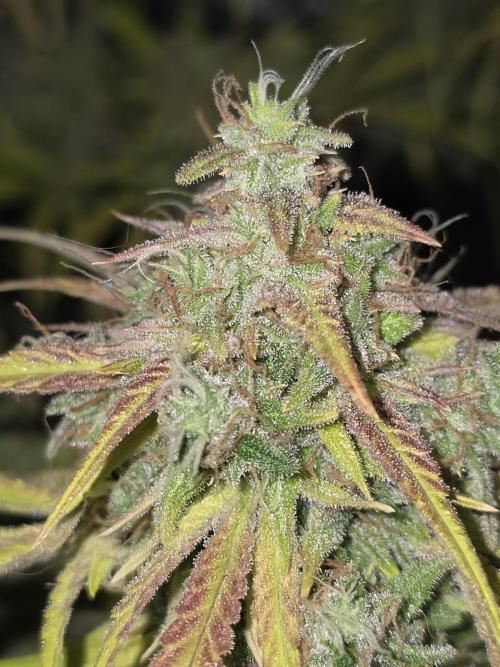 Durban Poison Auto. Week 12