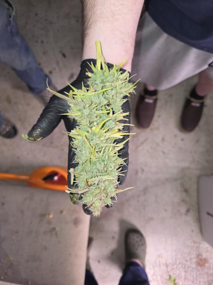 Durban Poison Auto. Week 13