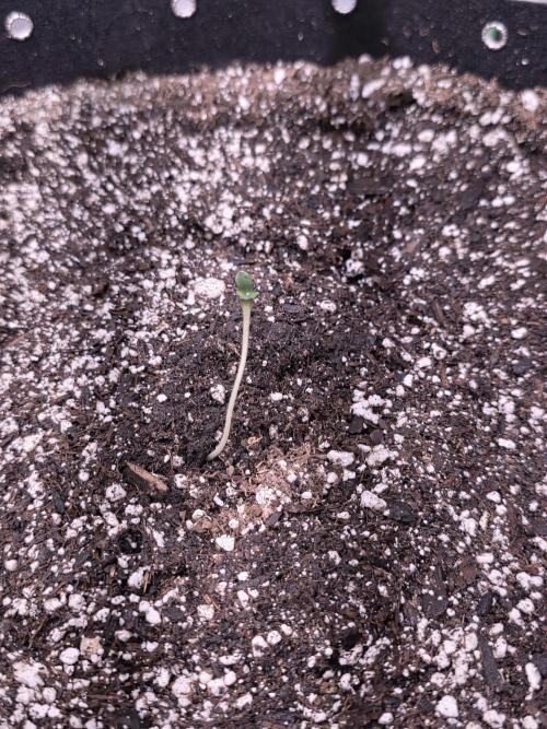 Cherry Cola Auto FB42. Week 0