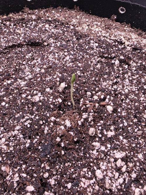 Cherry Cola Auto FB42. Week 0