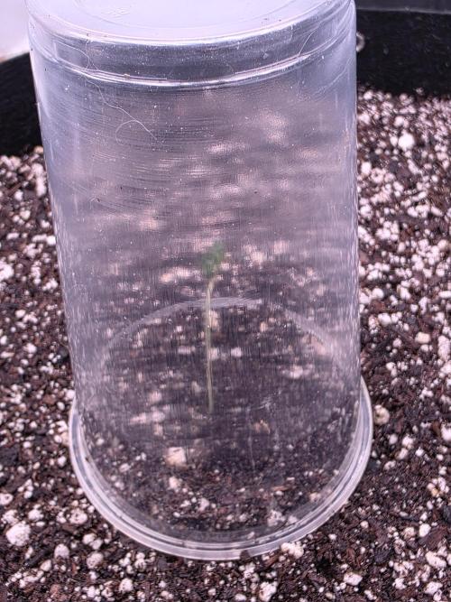 Cherry Cola Auto FB42. Week 0