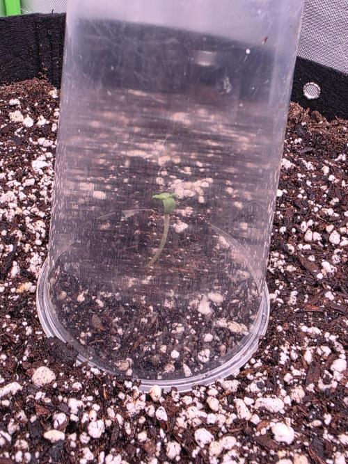 Cherry Cola Auto FB42. Week 0