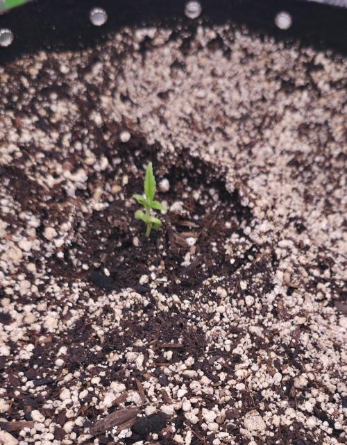 Cherry Cola Auto FB42. Week 1