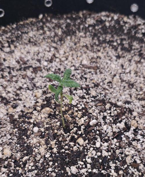 Cherry Cola Auto FB42. Week 1