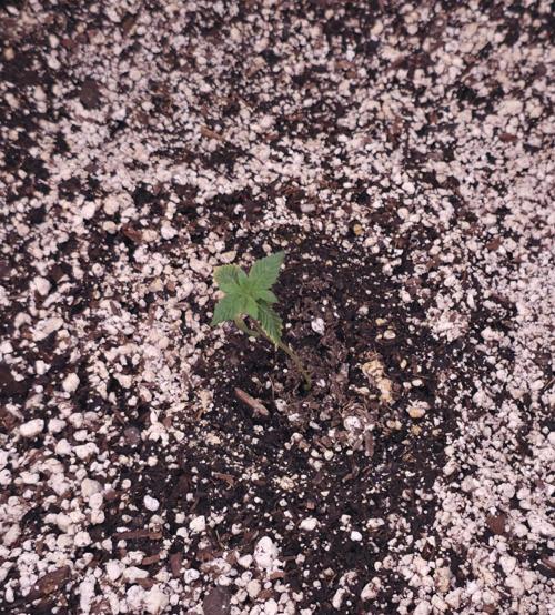 Cherry Cola Auto FB42. Week 1