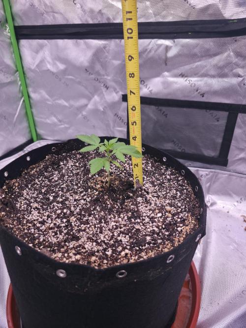 Cherry Cola Auto FB42. Week 2