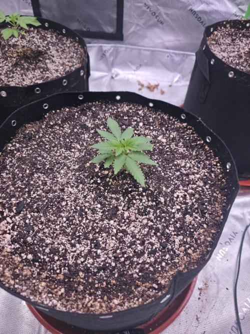 Cherry Cola Auto FB42. Week 2