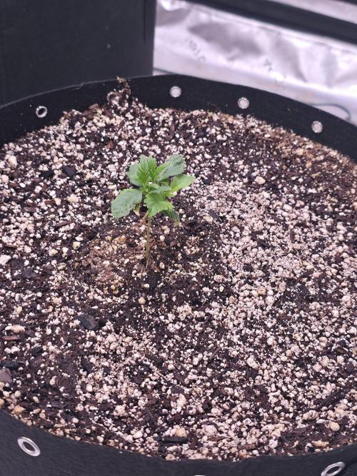 Cherry Cola Auto FB42. Week 2