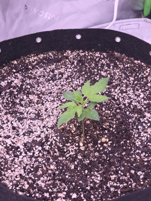 Cherry Cola Auto FB42. Week 2