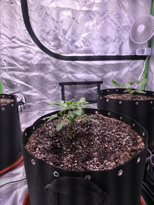Cherry Cola Auto FB42. Week 3