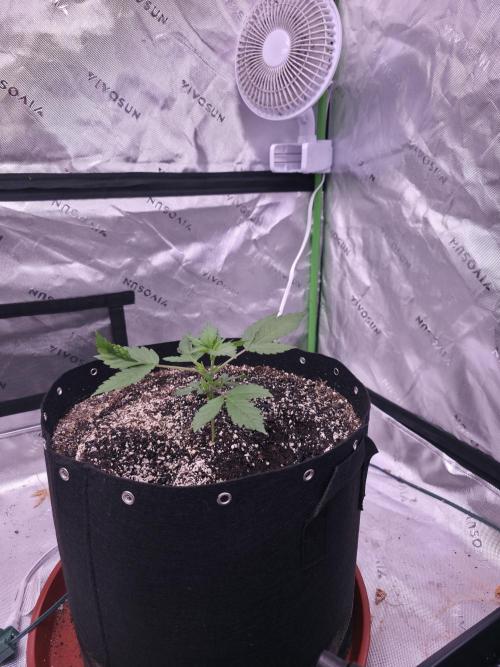 Cherry Cola Auto FB42. Week 3