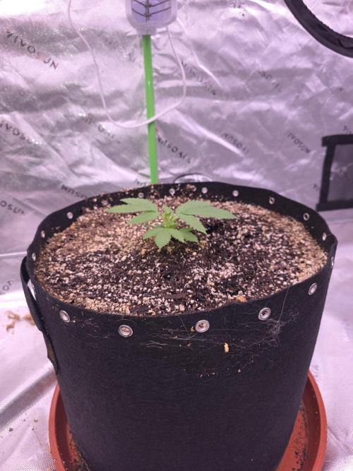 Cherry Cola Auto FB42. Week 3