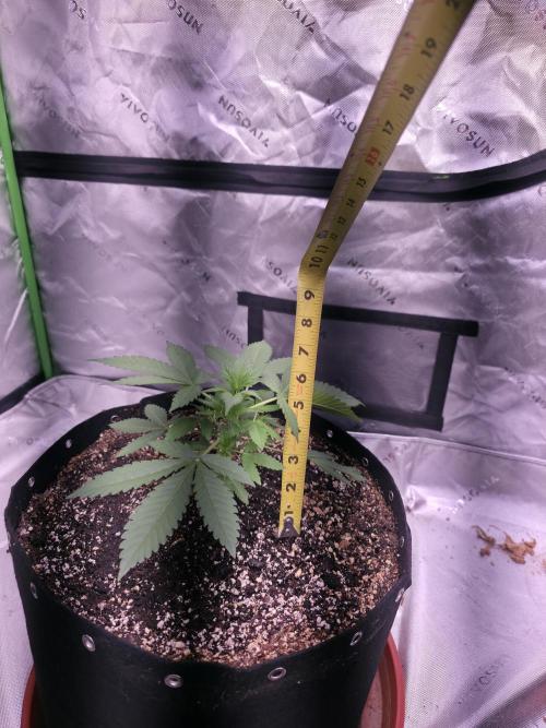 Cherry Cola Auto FB42. Week 3