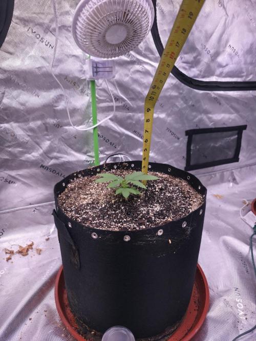 Cherry Cola Auto FB42. Week 3