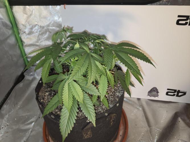 Cherry Cola Auto FB42. Week 4