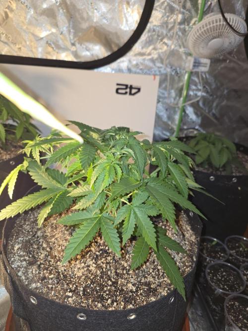 Cherry Cola Auto FB42. Week 4
