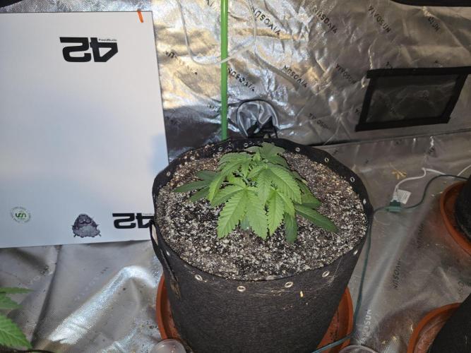 Cherry Cola Auto FB42. Week 4
