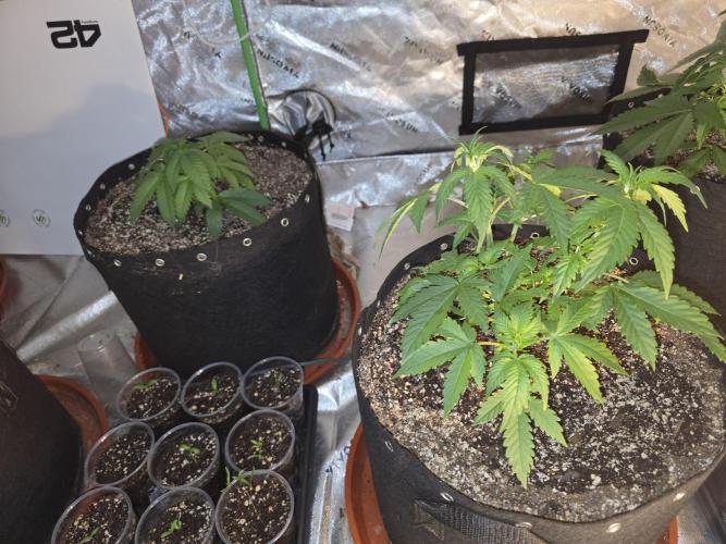 Cherry Cola Auto FB42. Week 4