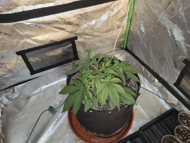 Cherry Cola Auto FB42. Week 4