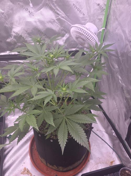 Cherry Cola Auto FB42. Week 5