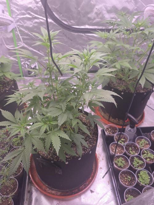 Cherry Cola Auto FB42. Week 5