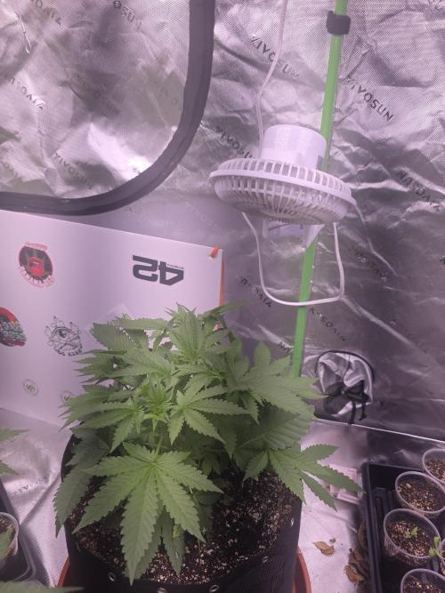 Cherry Cola Auto FB42. Week 5