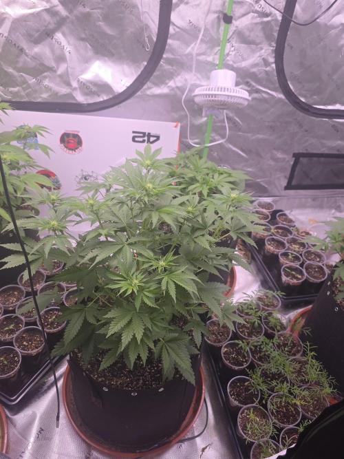 Cherry Cola Auto FB42. Week 5