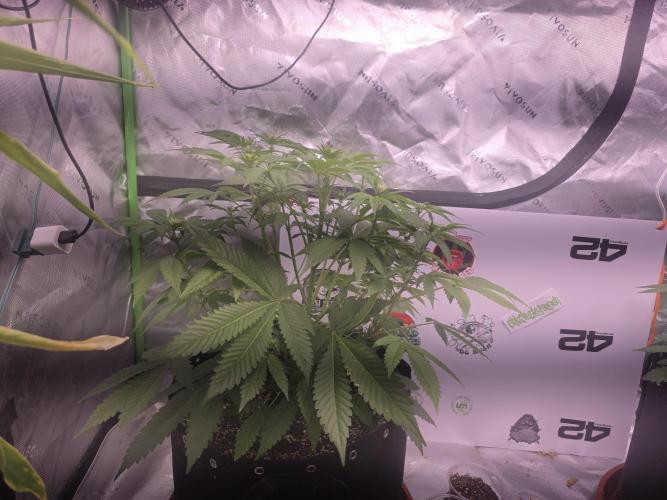 Cherry Cola Auto FB42. Week 5