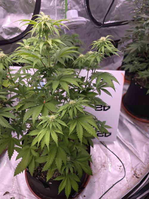 Cherry Cola Auto FB42. Week 6